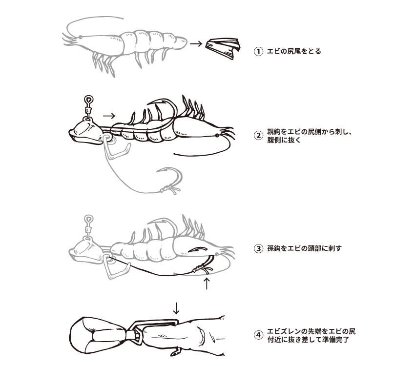 1�j�G�r�̐K�����Ƃ� 2�j�e�b���G�r�̐K������h���A�����ɔ��� 3�j���b���G�r�̓����Ɏh�� 4�j�G�r�Y�����̐�[���G�r�̐K�t�߂ɔ����h���ď�������